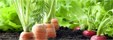 Phần mềm quản lý sản xuất thực phẩm