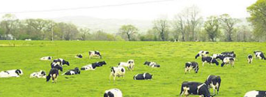 Phần mềm quản lý chăn nuôi